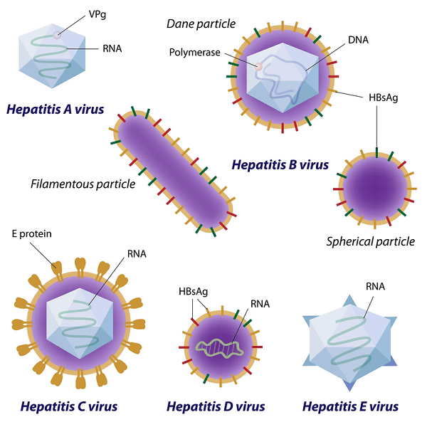 Có nhiều loại virus khác nhau gây viêm gan